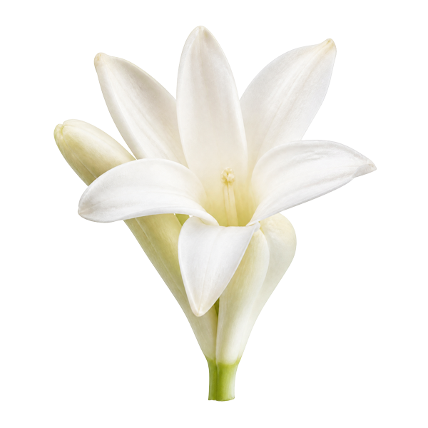 Tuberose
