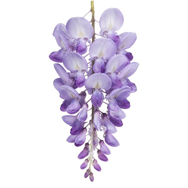Wisteria