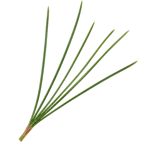 Pine Needle