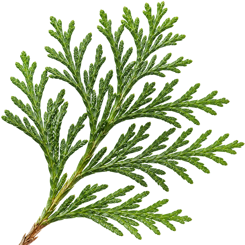 Hinoki