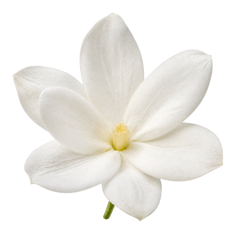 Jasmine